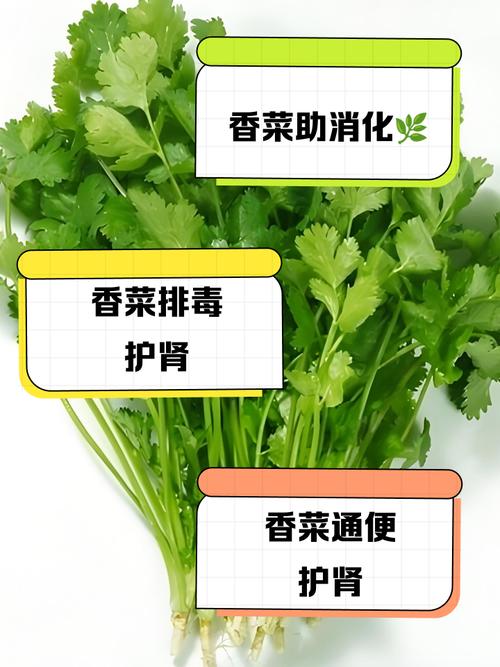 风湿类风湿可以吃香菜
