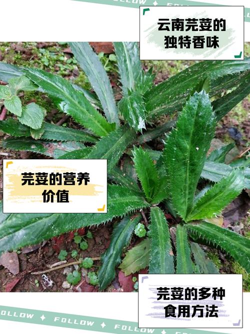 风湿类风湿可以吃香菜