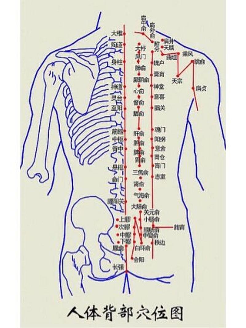 背部穴位图解大全按摩