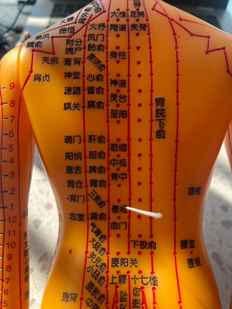 中医平衡针灸穴位图解