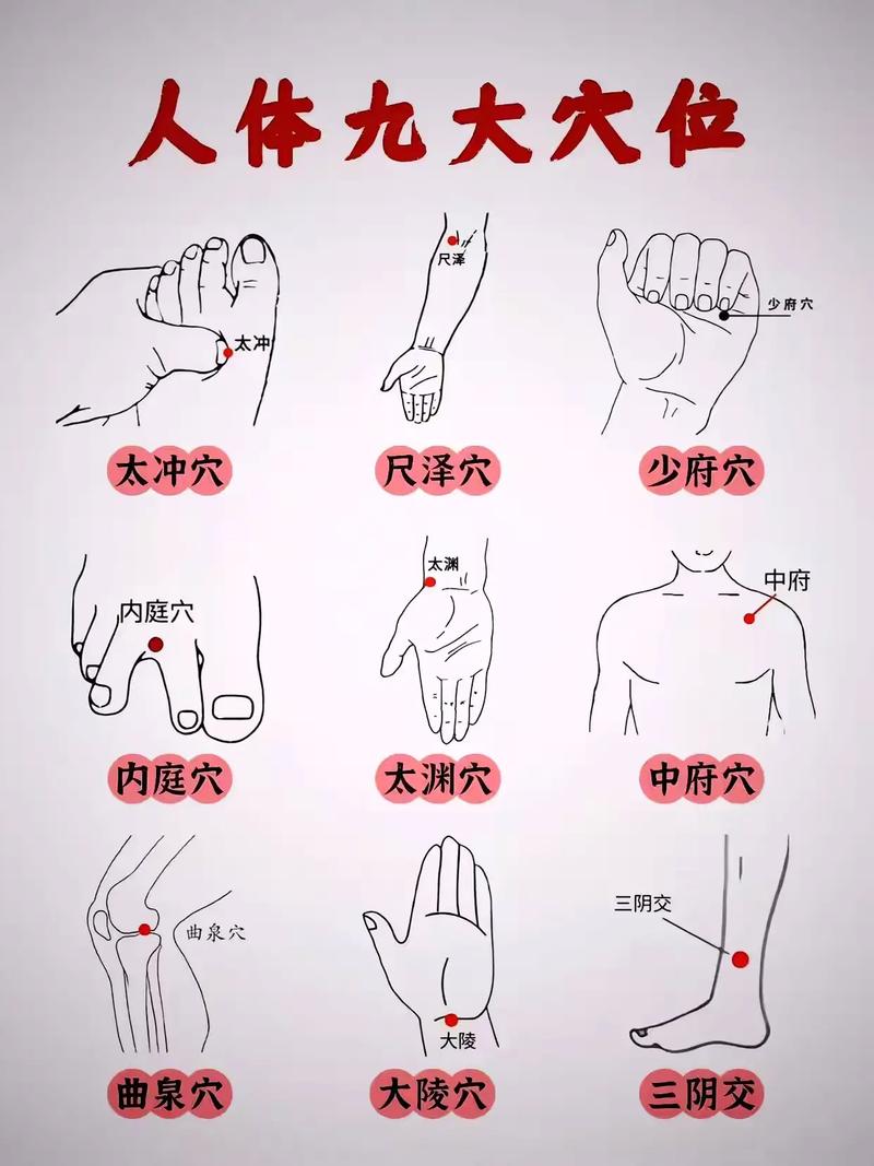 人体经络穴位系统知识