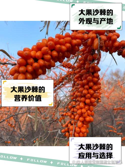 脑梗心梗吃沙棘果好么