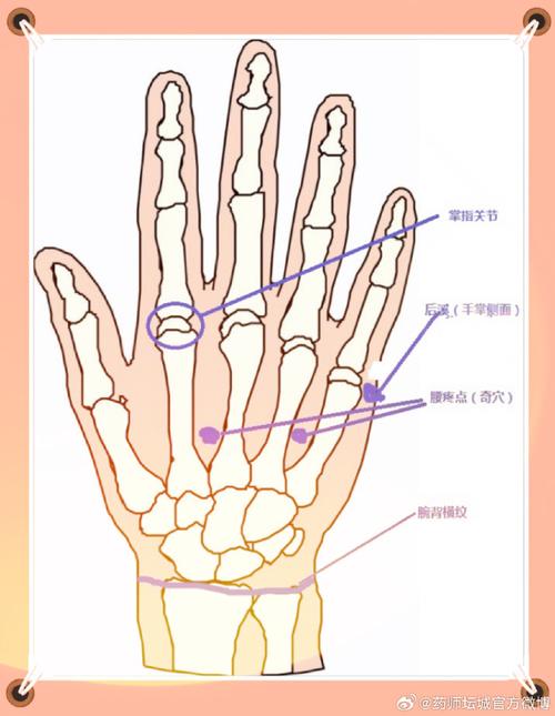 手背穴位与颈椎腰椎病
