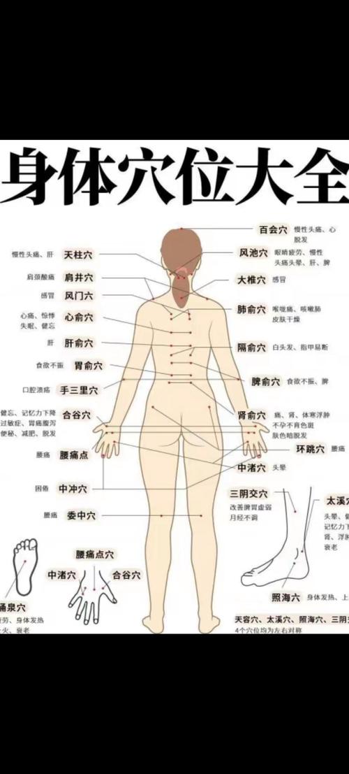 人体经络穴位图 女性