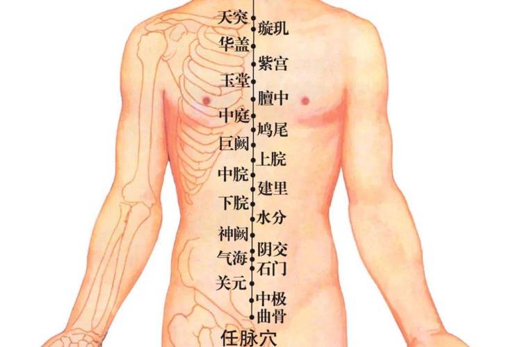 位于人体胸部的穴位是