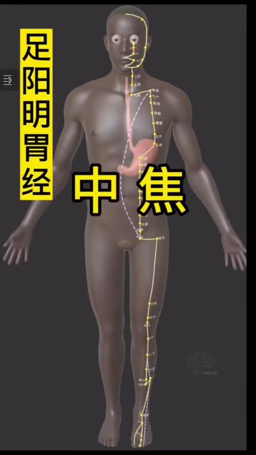 足阳明胃经的主要穴位