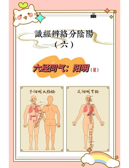 足阳明胃经的主要穴位