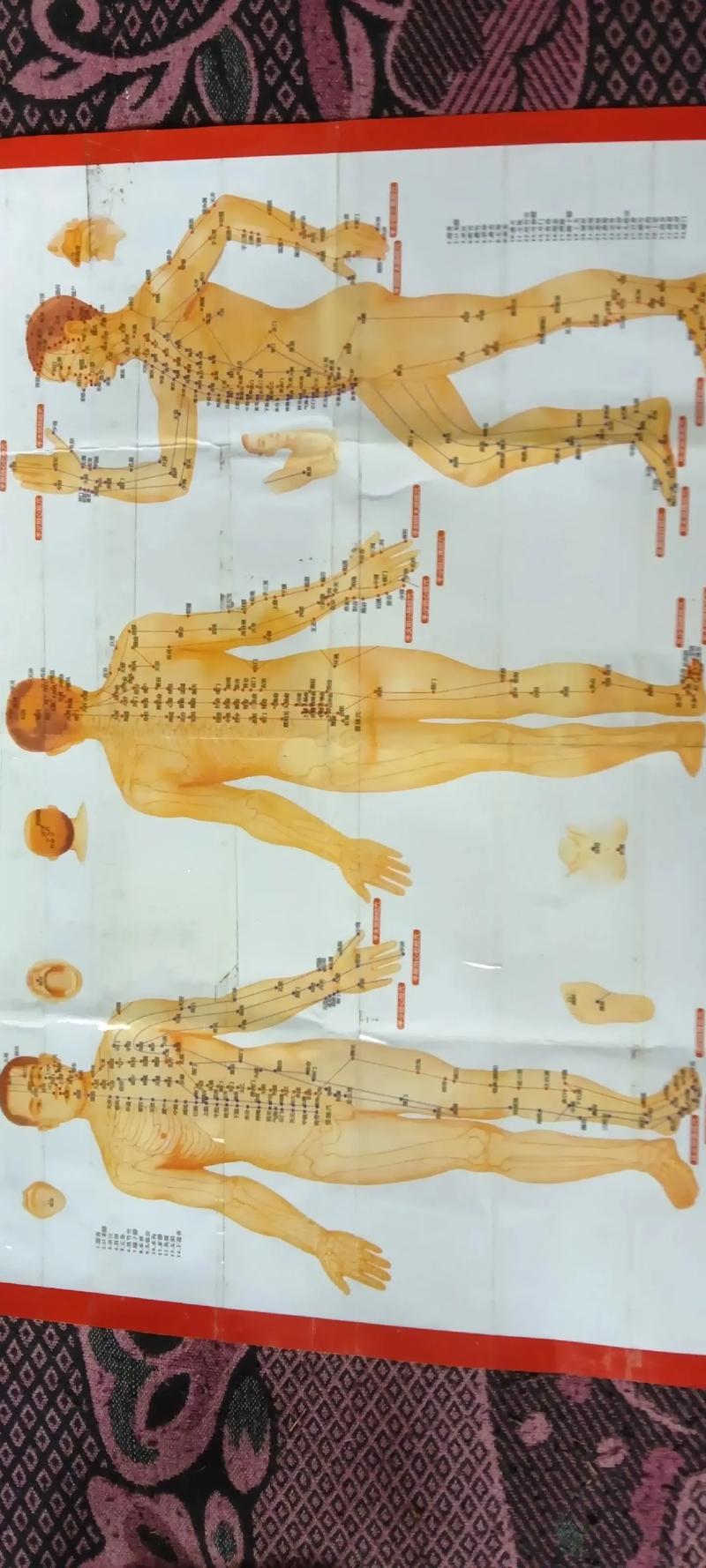 国家标准针灸穴位挂图