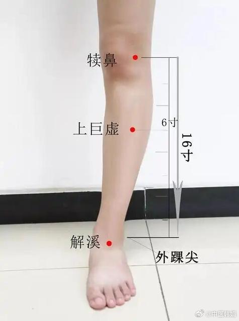 小腿肚上方是什么穴位