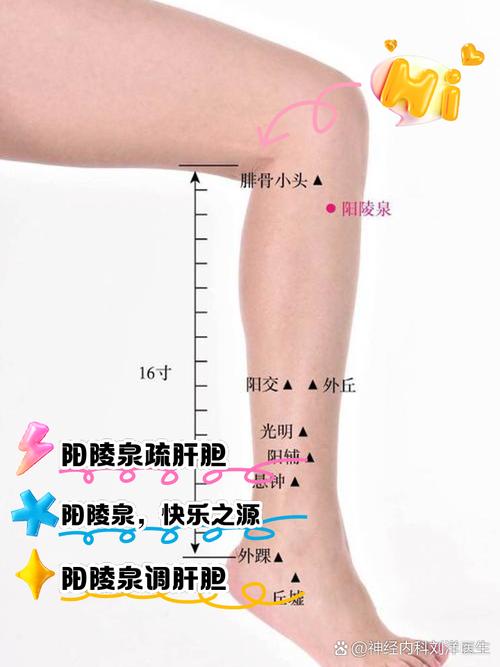 膝盖下四指是什么穴位