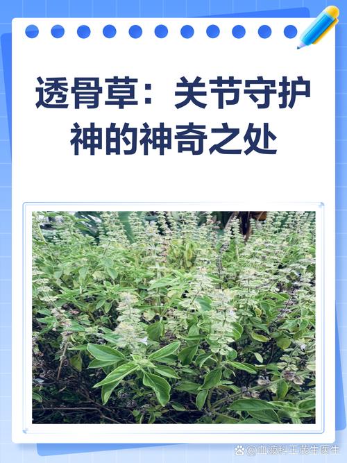 类风湿性关节炎中草药