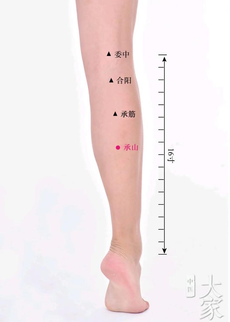 小腿肚后面有什么穴位