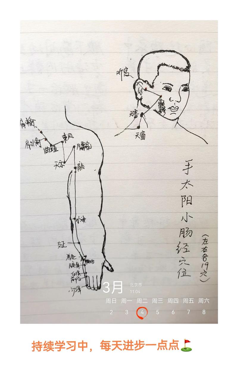 手太阳小肠经穴位位置