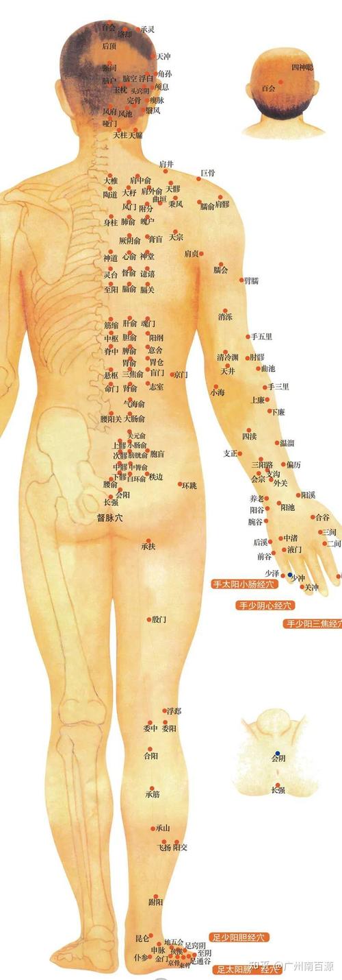 人体背部穴位图怎么画