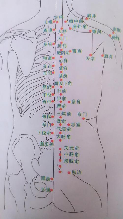 人体背部穴位图怎么画