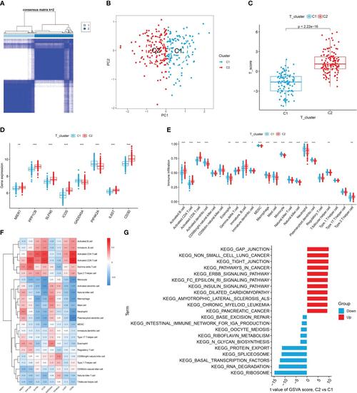 类风湿性关节炎 基因