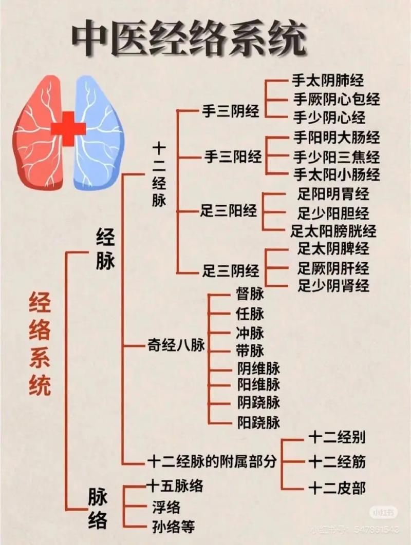 人体经络穴位图解大全