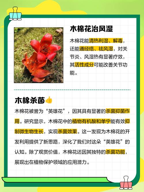 木棉花可以治风湿病吗