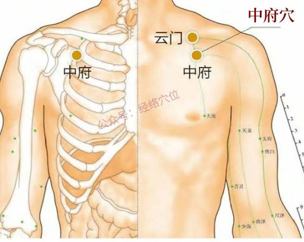 中府穴位准确位置图