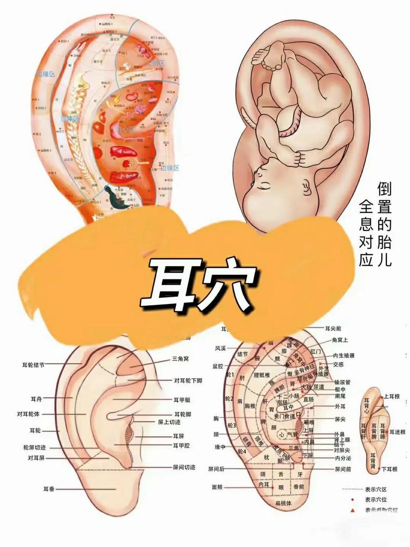耳朵穴位治疗胃病吗
