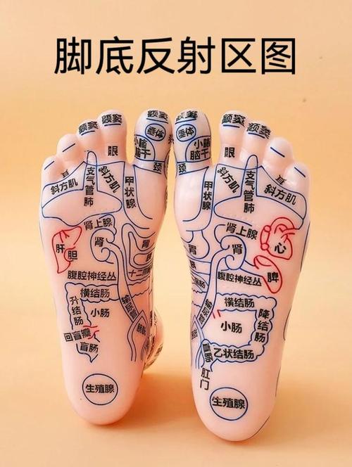 脚底直肠肛门穴位疼