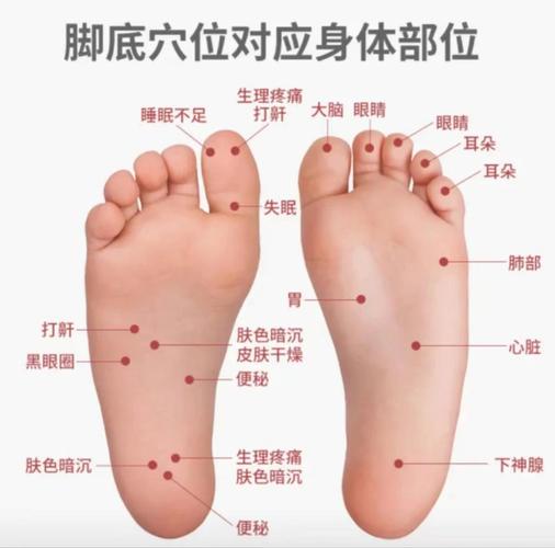 黑白脚底按摩穴位图