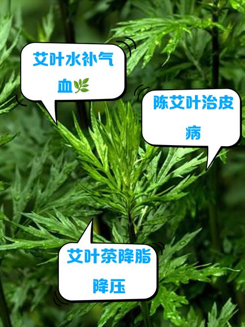 哎叶能治风湿关节炎吗