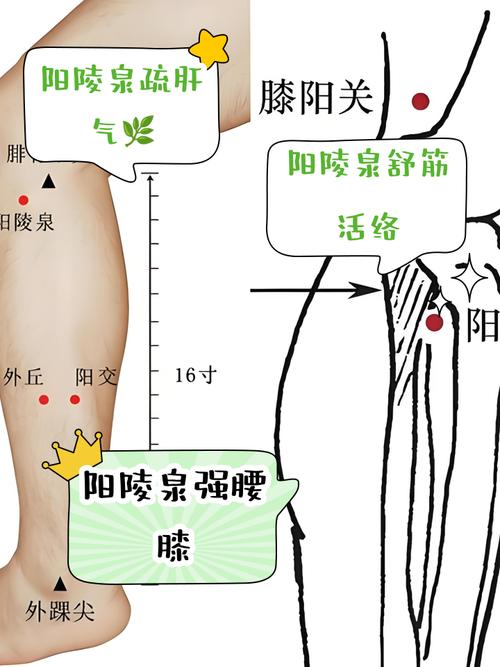腿疼困艾灸哪个穴位