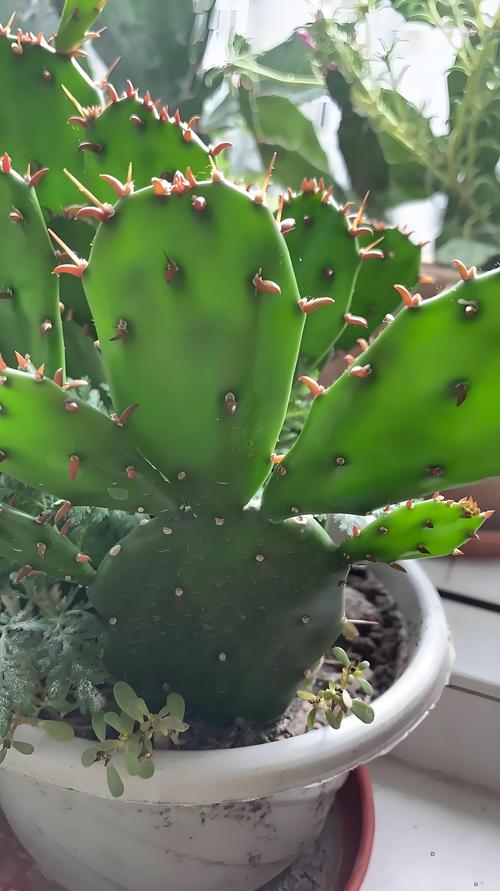 仙人掌可以治风湿病吗