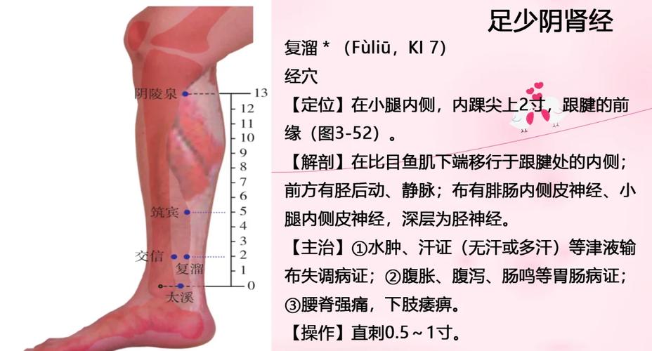 腿部内侧有哪些穴位