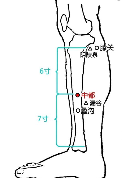 腿部内侧有哪些穴位