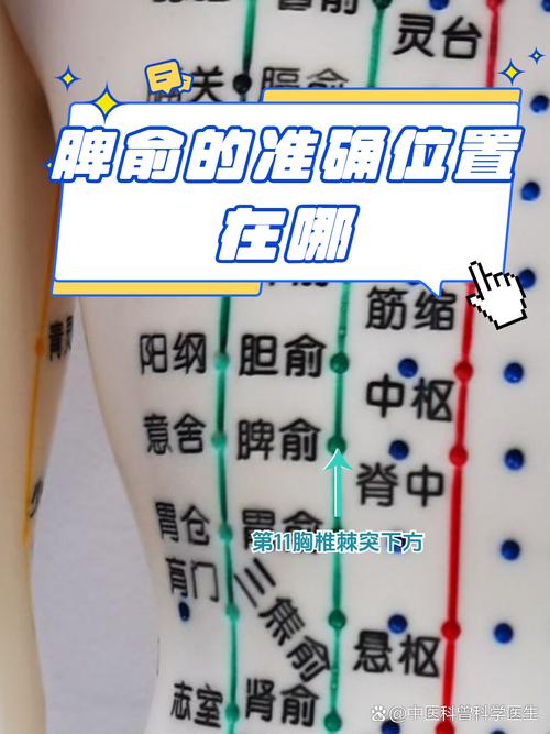 脾胃穴位在什么位置