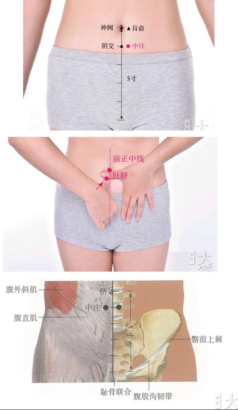 睾丸以下有什么穴位