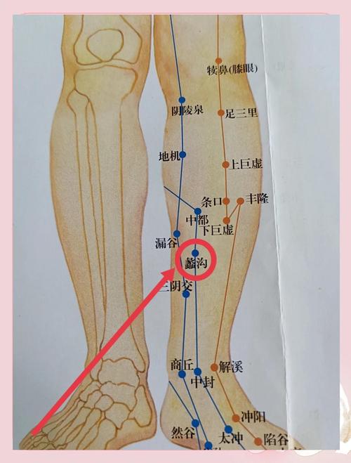 睾丸以下有什么穴位