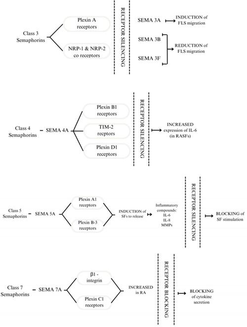 风湿性关节炎发病机制