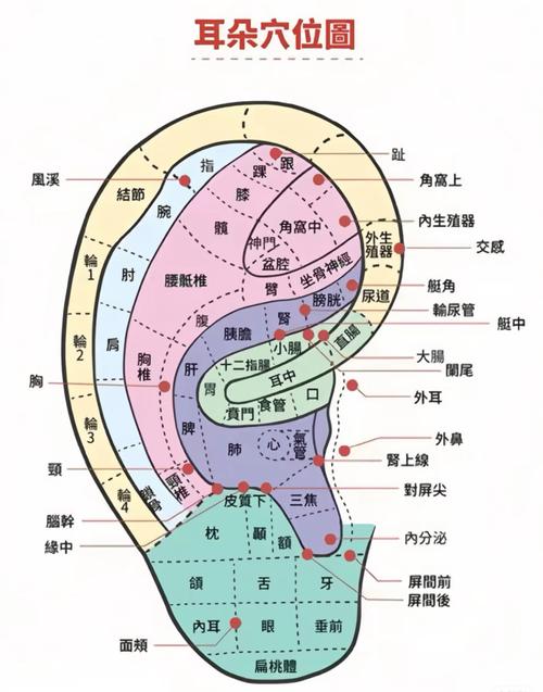 耳尖上面是什么穴位