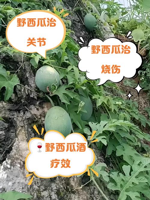 类风湿病人能吃西瓜吗