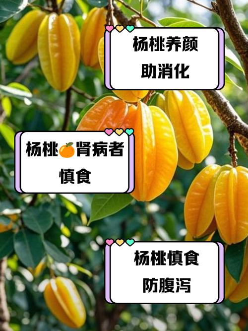 类风湿病人能吃桃子吗