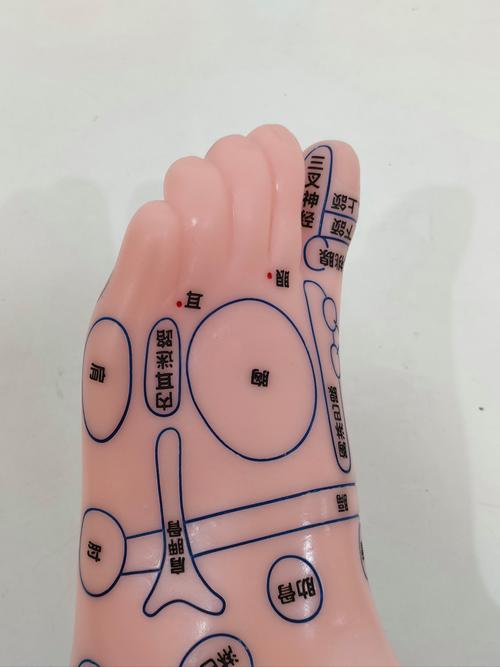 右脚小指穴位反射区