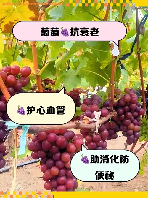 风湿病人能不能吃葡萄