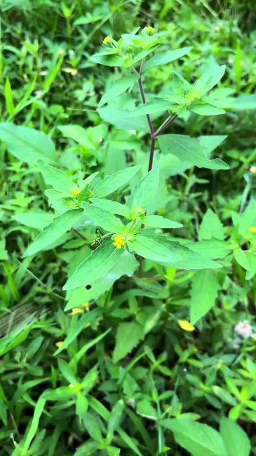 风湿性关节炎草药图片