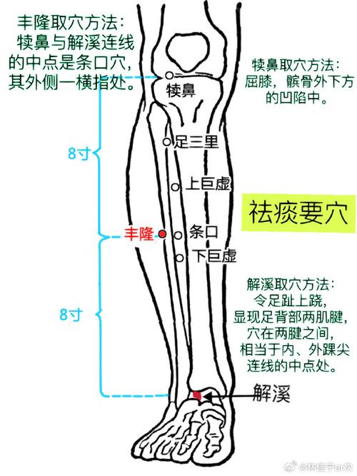 左腿右腿的高清穴位