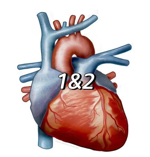 二尖瓣狭窄无症状脑梗