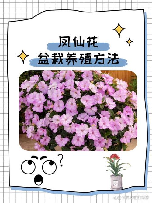 凤仙花的茎如何治风湿