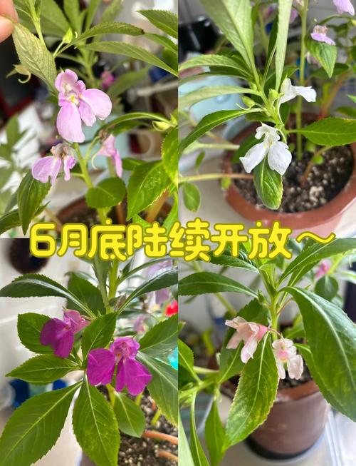 凤仙花的茎如何治风湿