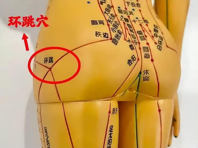 环跳准确位置图穴位