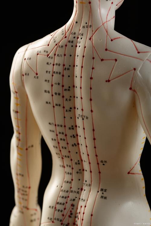 人体督脉穴位经络图