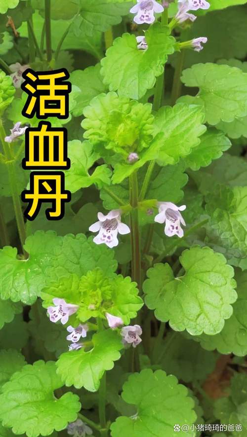 贵州特效风湿药百草丹