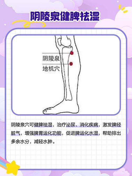 穴位阴陵泉穴在哪里