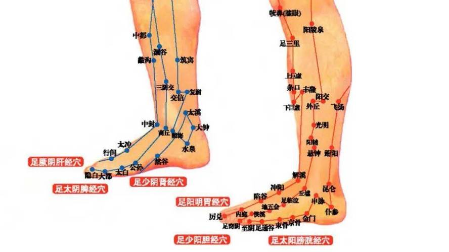 腿部脚脖子附近穴位
